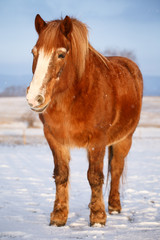 Horse in snow on a cold winter day.