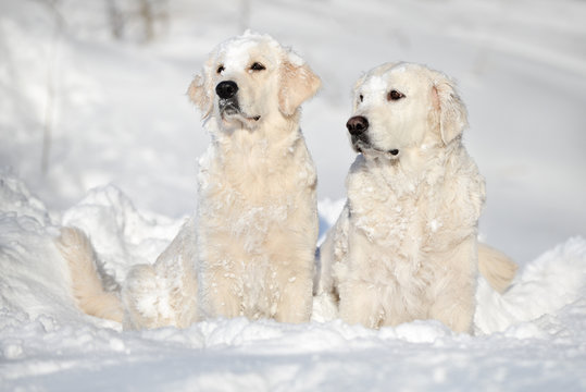 Two Golden Retrievers Sitting In The Snow