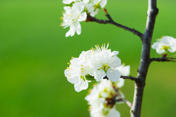 White tree flowers in spring