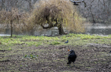 Corvo nero londra