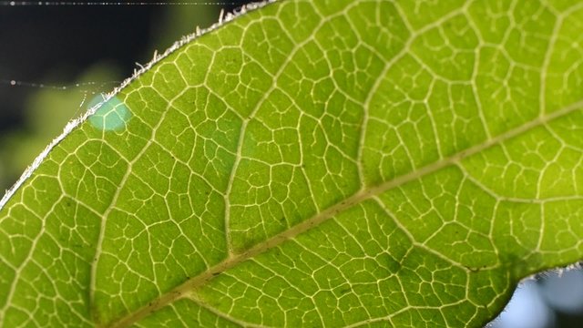Leaf