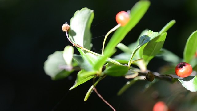 Leaf