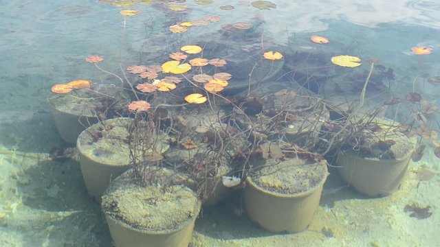 water lily plant in water pond