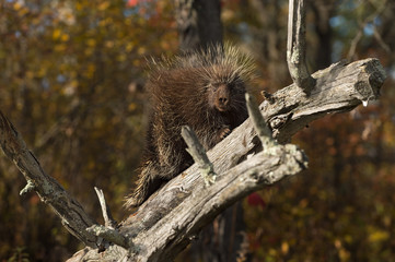 Porcupine (Erethizon dorsatum) Gazes Out from Branch