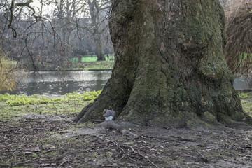 Scoiattolo ai piedi dell'albero