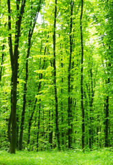 beautiful green forest - 100667908