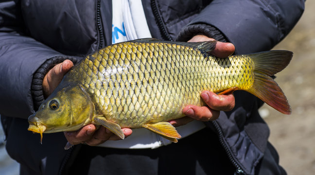 Weissfisch Karpfenfisch 6