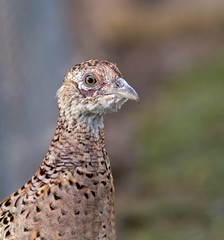 Female pheasant portrait