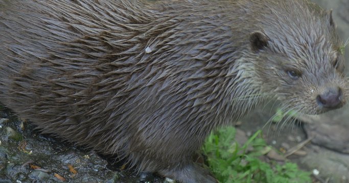 Wet European Beaver, Castor Fiber, Closeup in the Zoo