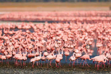 Plakat Beautiful lesser flamingos