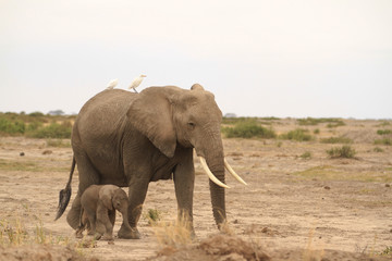Fototapeta na wymiar Amboseli National Park is a sanctuary of elephants near mount kilimanjaro