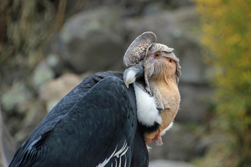 Andean condor sitting