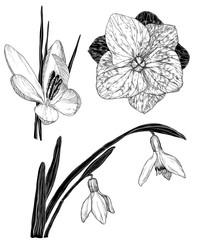 spring flowers in sketch style: Snowdrop, crocus, lilac flower