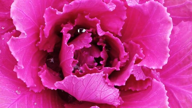 Rotating decorative pink kale, cabbage, loopable HD closeup