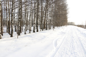 Лесная опушка и заснеженная дорога, идущая вдоль нее в зимний день