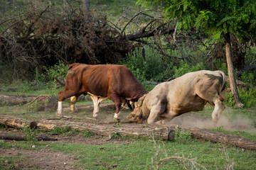 Bulls fighting for their territory
