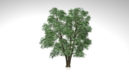 Large forest tree with green leaves isolated on white background
