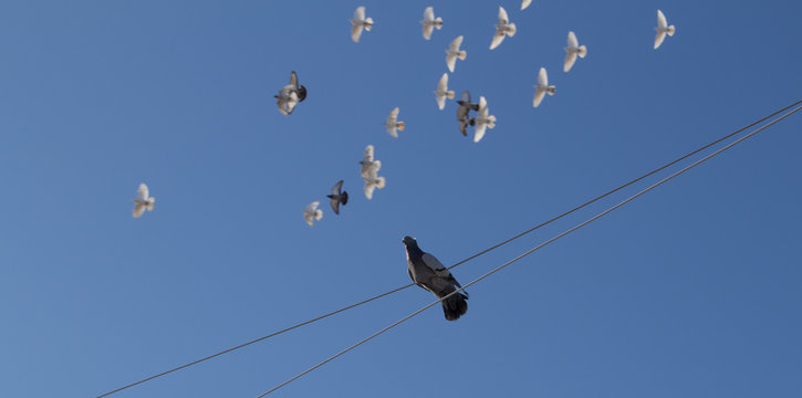 Gray dove sitting on a rope in the background flying pigeons
