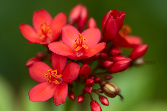 Spicy Jatropha - Macro image of a clump of bright red blossoms on a Jatropha bush.