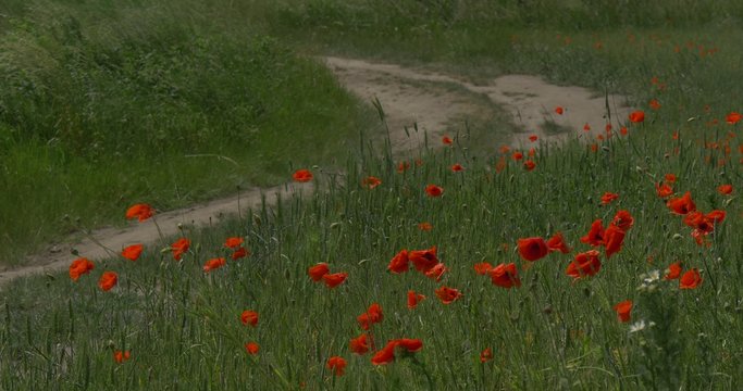 Red Poppies, Papaver,Blossoms, Pathway, sandy dusty Road Turns to the Left