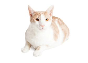 Adult Mixed Breed Cat Laying