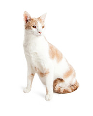 Pretty Cat Sitting Upright Looking Side