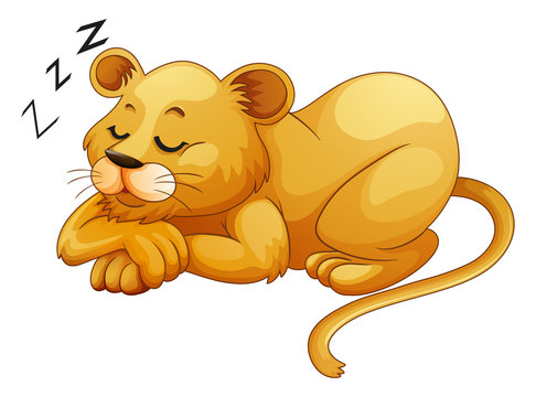 Cute lion sleeping alone