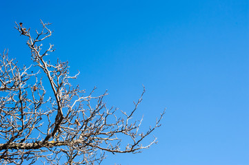 Bare tree branches and twigs on clear blue sky