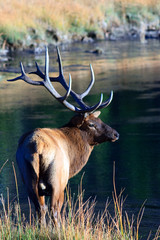 Elk - A male elk pauses near a river in Yellowstone National Park.