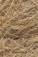 Dries hay with cereals and other wild meadow herbs as a texture, good quality forage for cattle