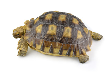 Fototapeta premium turtle isolated on white background