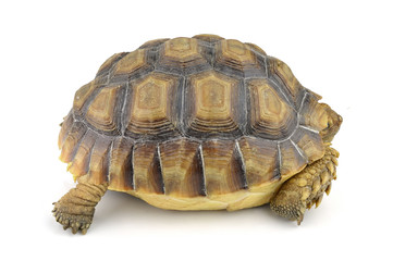 turtle isolated on white background