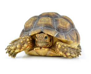 turtle isolated on white background