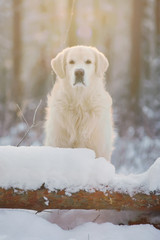 The portrait of a serious Golden Retriever dog staying in winter forest