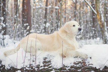 Golden Retriever dog lying on a cut tree in winter forest
