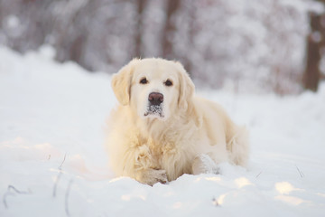 Golden Retriever dog lying in the snow in winter forest