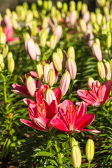 pink lily on nature background