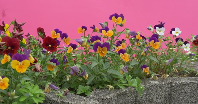 Violas Tricolor, Heartseases, Flowers on Flower Bed, Stony Fence