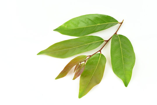 Glochidion Perakense Hook. F., Leaves, vegetable of Thailand has medicinal properties.