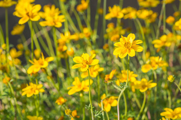 Obraz premium flowers in garden