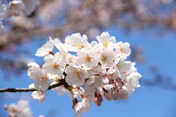 満開の桜