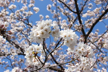 満開の桜