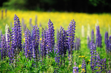 lupine blooming in spring