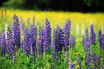 Fototapeta premium lupine blooming in spring