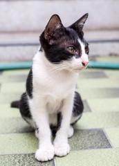 Little cute kitten sit on outdoor floor