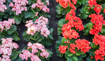close up begonia flower in the garden
