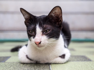 Little cute kitten lay on outdoor garden