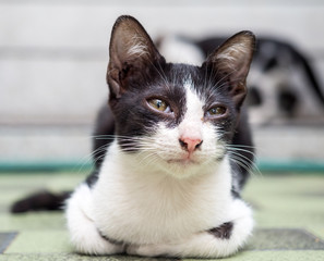 Little cute kitten lay on outdoor garden