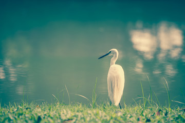 Animals in Wildlife - White Egrets.