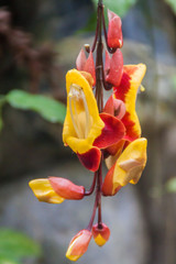 Orchidea in a garden in Mindo, Ecuador